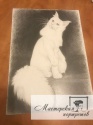 Портрет кошки карандашом